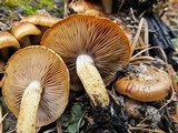 Pholiota highlandensis image