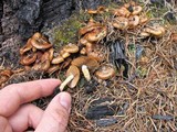 Pholiota highlandensis image