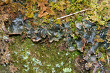 Peltigera polydactylon image