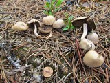 Psathyrella pennata image