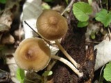 Mycena galericulata image