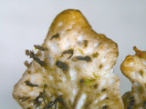 Peltigera polydactylon image