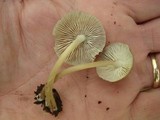 Mycena galericulata image