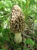 Morchella americana image