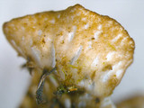 Peltigera polydactylon image
