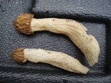 Morchella punctipes image