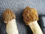Morchella punctipes image