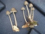 Mycena galericulata image