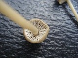 Mycena galericulata image