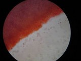 Mycena galericulata image