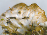 Peltigera polydactylon image