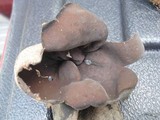 Urnula craterium image