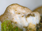 Peltigera polydactylon image