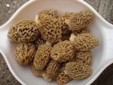 Morchella americana image