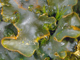 Peltigera polydactylon image