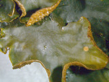 Peltigera polydactylon image