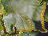 Peltigera polydactylon image
