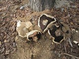 Agaricus bitorquis image