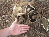 Agaricus bitorquis image