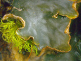 Peltigera polydactylon image
