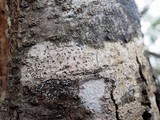 Arthonia leucopellaea image