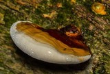 Ganoderma zonatum image