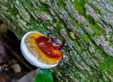 Ganoderma zonatum image