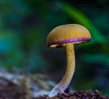 Callistosporium luteo-olivaceum image