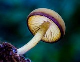 Callistosporium luteo-olivaceum image