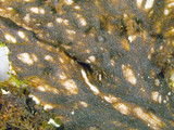 Peltigera polydactylon image