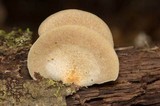Crepidotus crocophyllus image