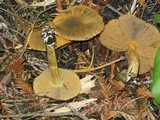 Cortinarius idahoensis image
