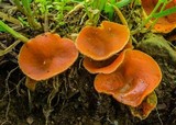 Pseudaleuria quinaultiana image