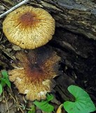 Psathyrella delineata image