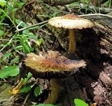Psathyrella delineata image