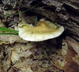 Stropharia hardii image