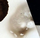 Stropharia hardii image