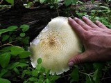Neolentinus lepideus image