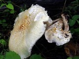 Neolentinus lepideus image