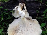Neolentinus lepideus image