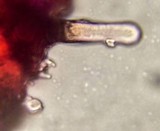 Psathyrella rugocephala image
