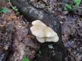 Pleurotus pulmonarius image