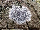 Arthonia radiata image