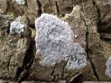 Arthonia radiata image
