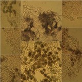 Arthonia radiata image