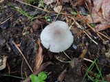 Volvariella murinella image