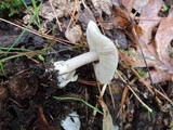 Volvariella murinella image