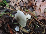 Volvariella murinella image