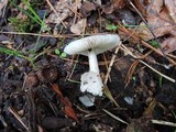 Volvariella murinella image