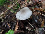 Volvariella murinella image